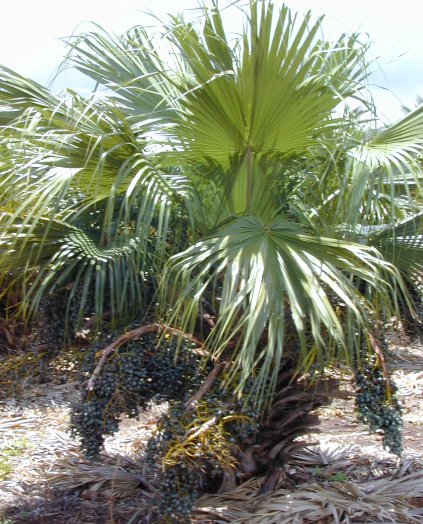 Chinese Fan Palm